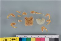 藏品(厚紋蟹屬)的圖片